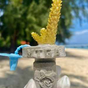 Coral Adoption