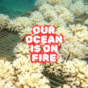 Donate For Coral Bleaching Recovery