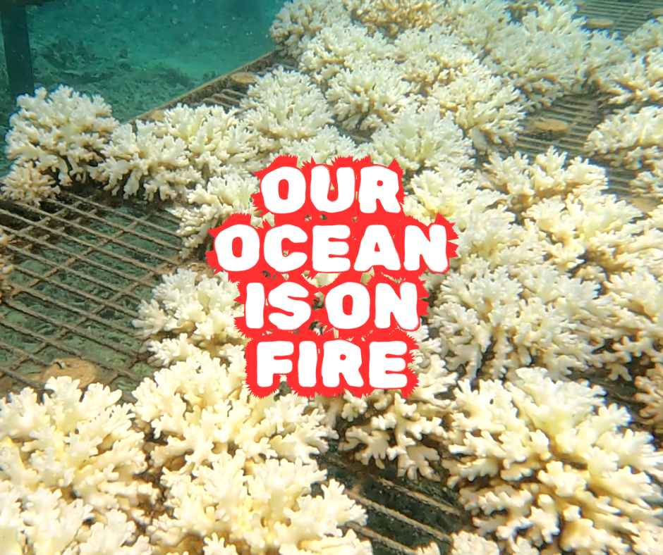 Donate For Coral Bleaching Recovery