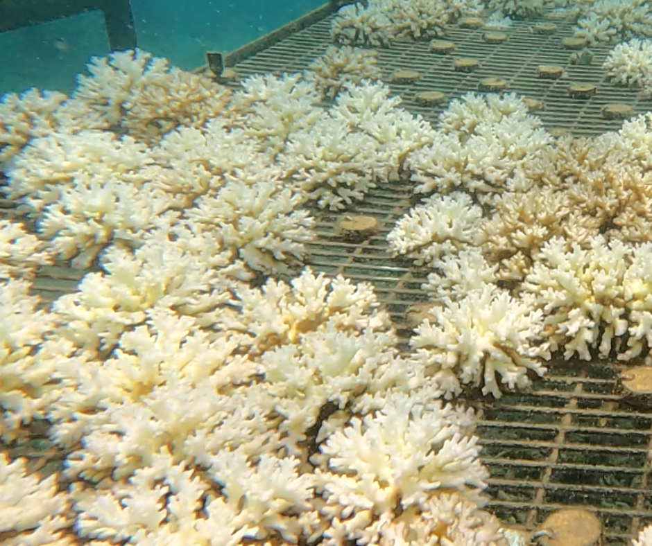 Donate For Coral Bleaching Recovery - Image 10
