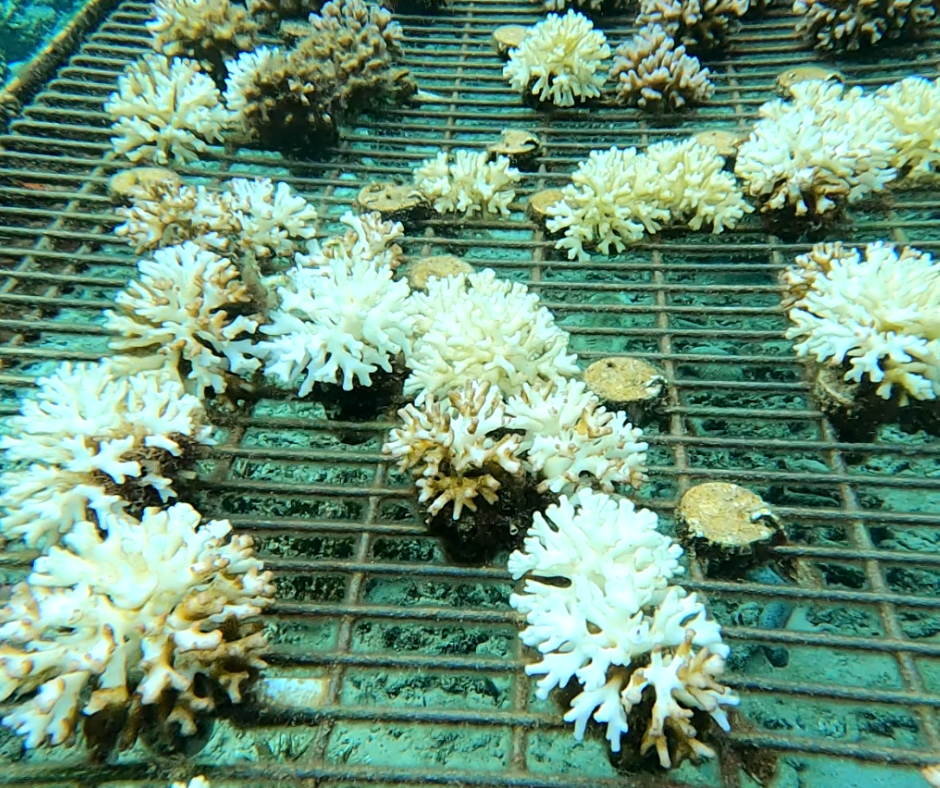 Donate For Coral Bleaching Recovery - Image 9