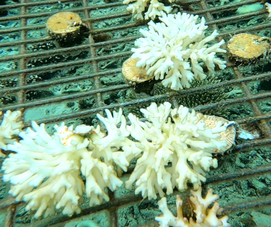 Donate For Coral Bleaching Recovery - Image 8