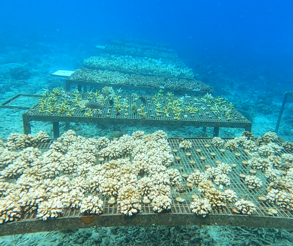Donate For Coral Bleaching Recovery - Image 7