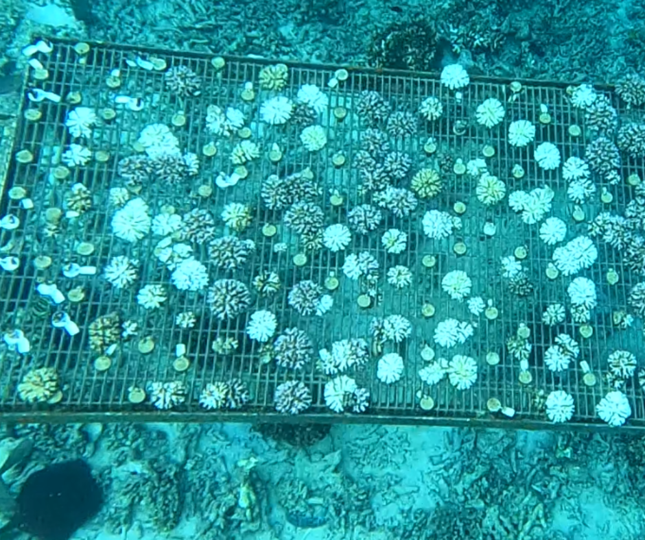 Donate For Coral Bleaching Recovery - Image 5