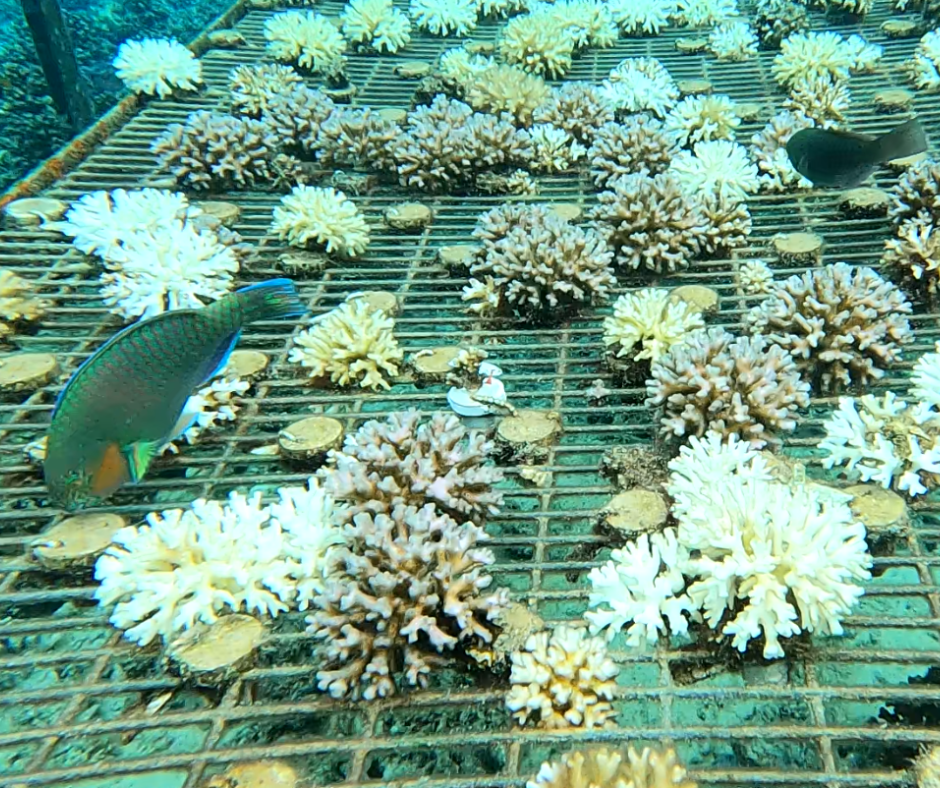 Donate For Coral Bleaching Recovery - Image 2
