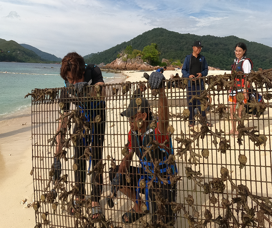 Donate For Coral Bleaching Recovery - Image 4
