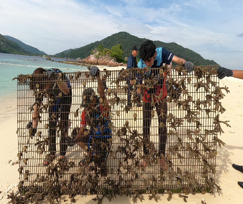Donate For Coral Bleaching Recovery - Image 6